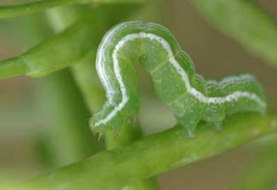 cabbage looper larvae