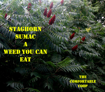 Staghorn-Sumac-A-Weed-You-C