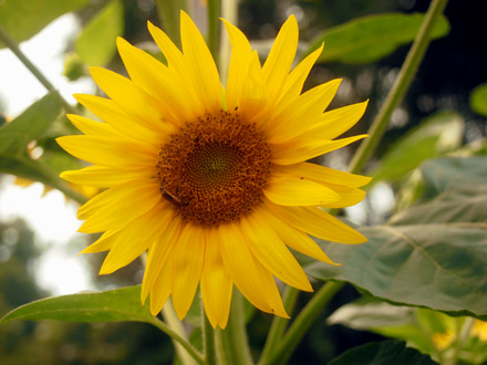 Sunflower4