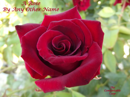 a-rose-by-any-other-name