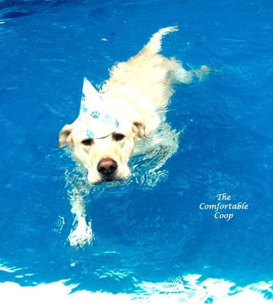 tyson-swims-with-his-hat