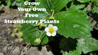 Grow Your Own Free Strawberry Plants